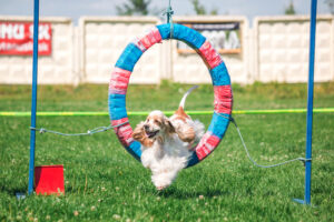 Top 9 Best Agility Lessons For Your Puppy