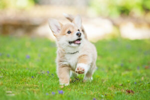 Exercise Tips That Your Puppy Will Appreciate
