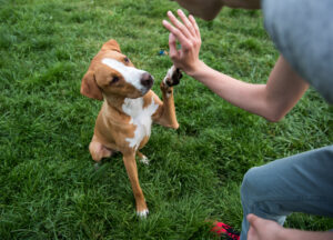 Essential Commands to Teach Your Puppy