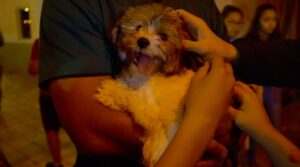 Petland Puppies Appear at The Local Church
