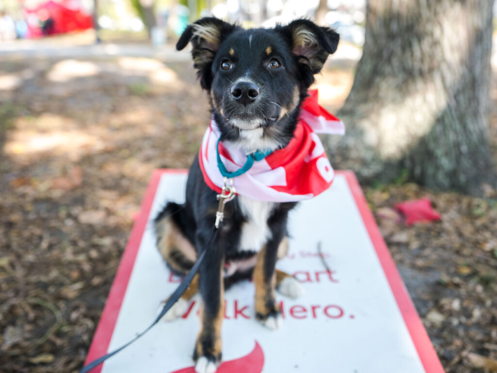 Petland Pembroke Pines picture of cute dog sitting on poster for the 2020 Suncoast Heart Walk.