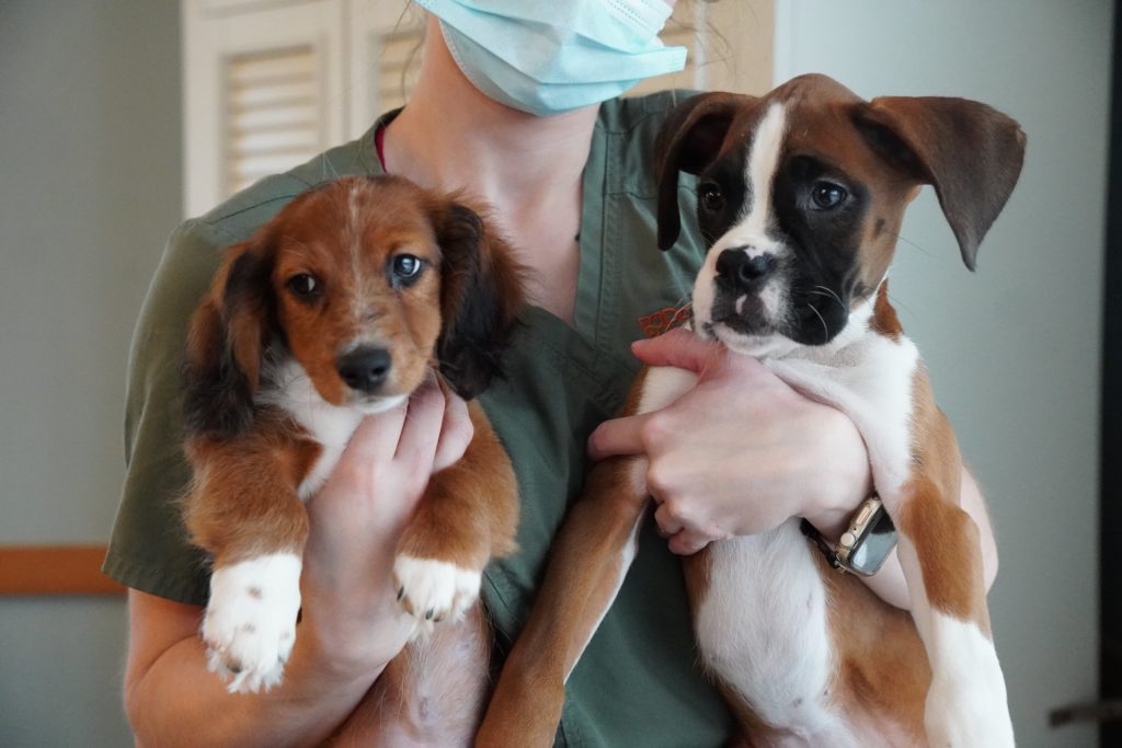 Two cute Petland puppies held by a volunteer at Sodalis of Largo center.