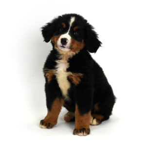 Bernese Mountain Dog
